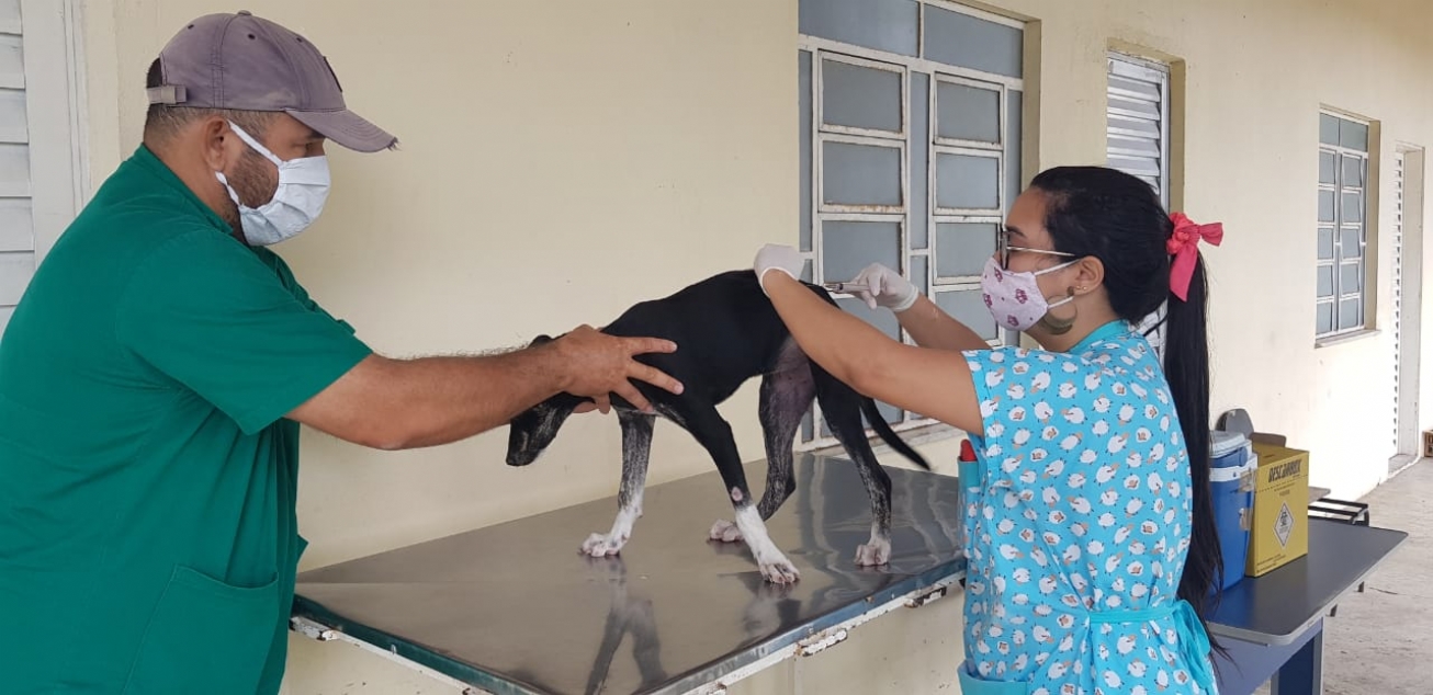 Vacinação antirrábica para cães e gatos em drive-thru neste fim de semana