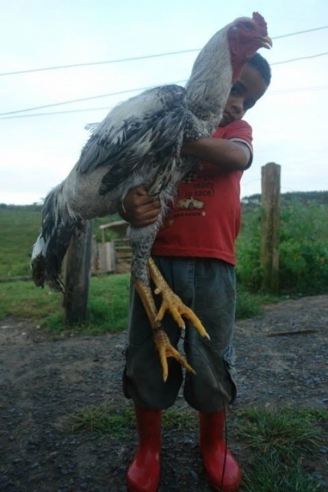 Resultado de imagem para galos gigantes de araças